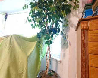 Several large silk trees throughout the home