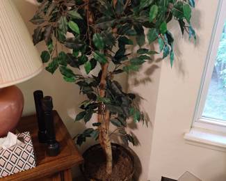 One of many trees...