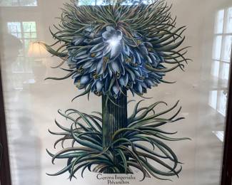 Pair of Botanicals "Corona Imperiallis Polvanthos" 