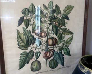 Botanical print "Tomatoes and a Melon" 