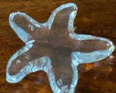 Starfish - $20
