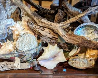 Collection of Drift Wood, Fan Conches, Abalone Shells