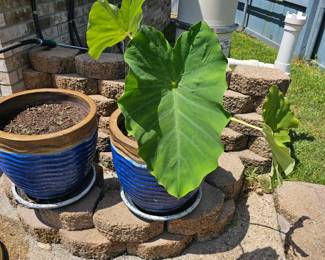 some plants with pots and some pots