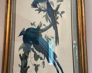 Columbia Jay print by James Audubon, beautifully framed, 36"x25".