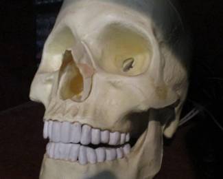 Human Skull