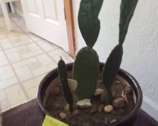 Large pot with cactus