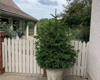 One of two cement pots with pine 