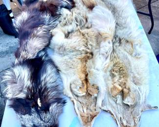 Tanned Coyote Pelts