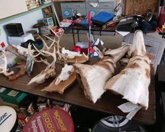 Deer Mounts