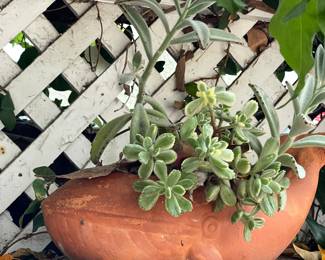 huge collection of terracotta animals