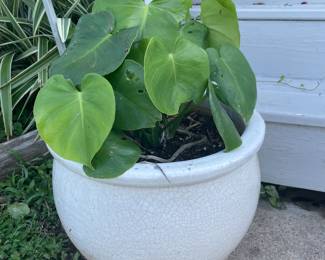 Potted Plant