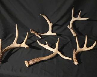 251 Deer Antlers