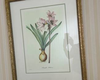 Framed Botanical