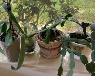 Orchids and Christmas cactus