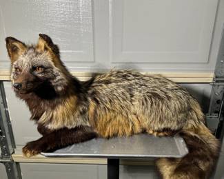 Rare Silver Fox Taxidermy