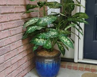Cobalt pot with plant