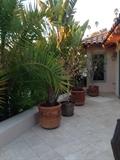 Potted plants!
