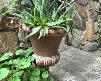 Plants and pots 
Large and small 