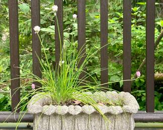 Cement Planter 