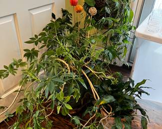 Loads of houseplants