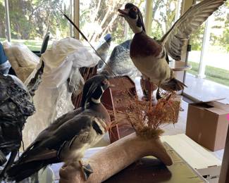 Duck taxidermy