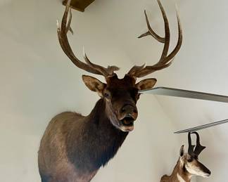 Bugling Elk shoulder mount