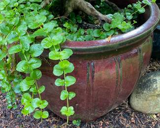 Red Glazed Ceramic Planter with Creeping Jenny Plant