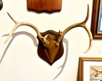 Deer horns