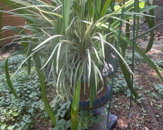 Outdoor plants