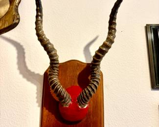 Impala horns