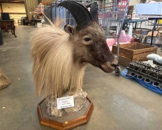 HIMALAYAN THAR 10.5 “ HORNS