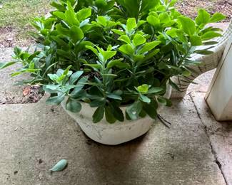 #152 Round Concrete Pot w/Plant $35.00