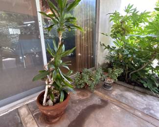 Corn Plant /  Dracaena Plant