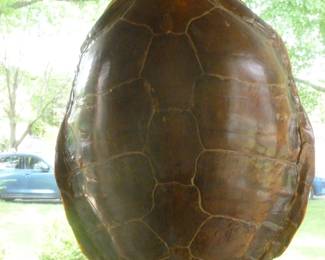Huge Tortoise Shell