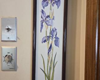 Blue Iris Picture 20.5in