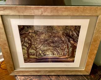 East Hill Canopy Trees Photo $25