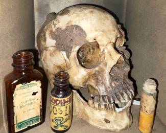 The skull is plastic fake