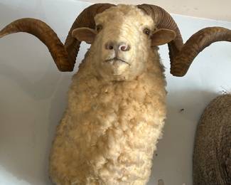 Curly Sheep/Ram Taxidermy Mount