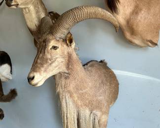Aoudad/ Barbary Sheep Half Body Taxidermy Mount