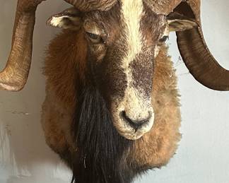 European Mouflon/Wild Sheep Taxidermy