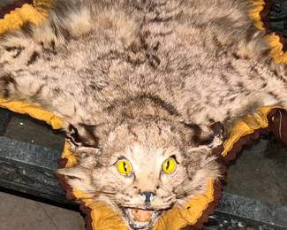 Bobcat Taxidermy Pelt Rug