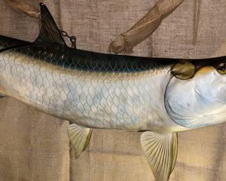 Tarpon Fiberglass Reproduction Mount