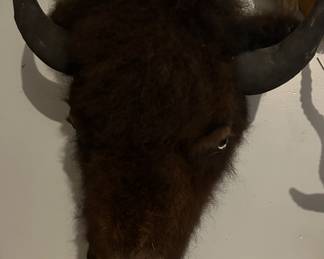 American Bison Taxidermy Mount