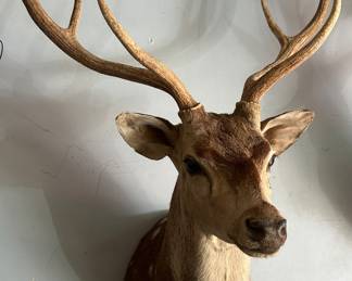 Axis Buck Shoulder Mount