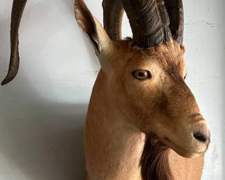 Barbary Sheep Taxidermy Mount
