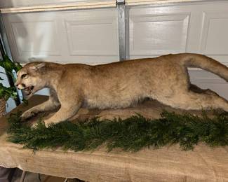 Mountain Lion Full Body Mount