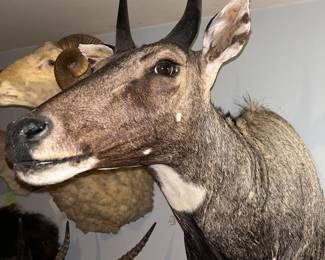 King Ranch Nilgai Taxidermy Mount