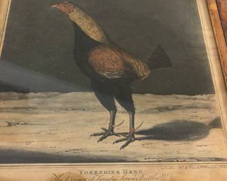 English gamecock print