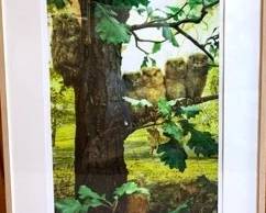 Owl Print