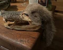 Alligator head